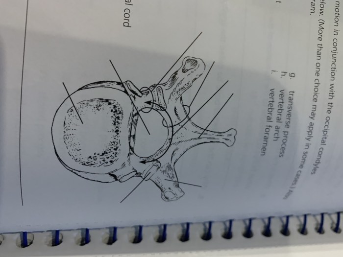 Exercise 9 the axial skeleton