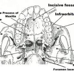 Exercise 9 the axial skeleton