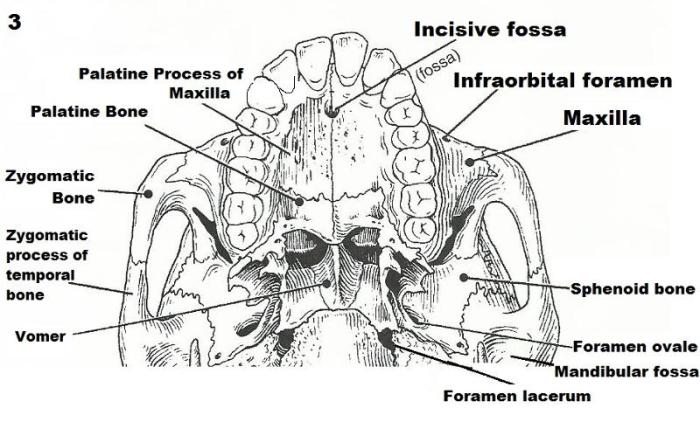 Exercise 9 the axial skeleton