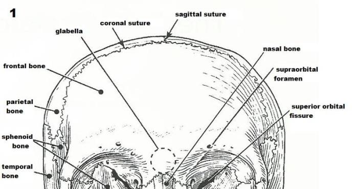 Exercise 9 the axial skeleton