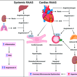 Renin aldosterone angiotensin raas angiotensinogen bradykinin secretion stimulates